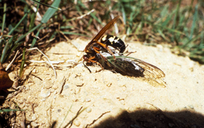 Female cicada killer