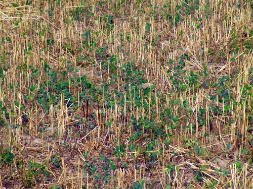 Frost-seeded red clover