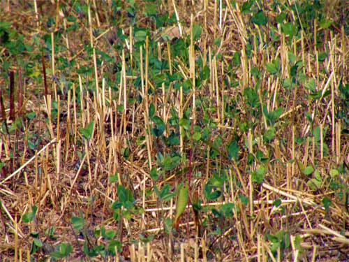 Frost-seeded red clover close-up