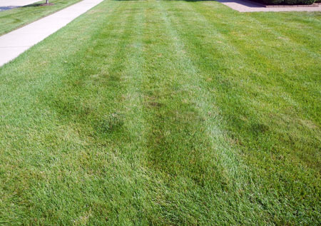 Lawn expectations