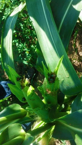 Japanese beetles on corn