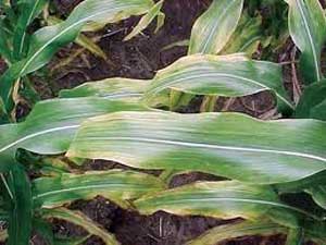 K deficiency in corn