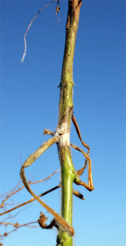 Infected soybean stem