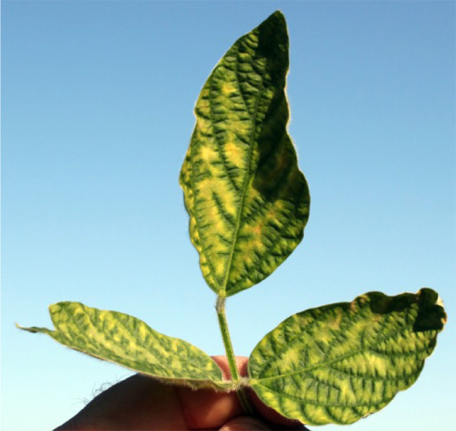Leaves with SDS symptoms