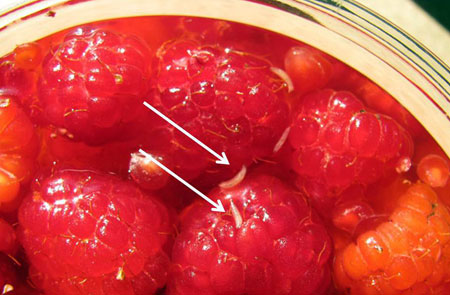 Raspberry fruit sampling