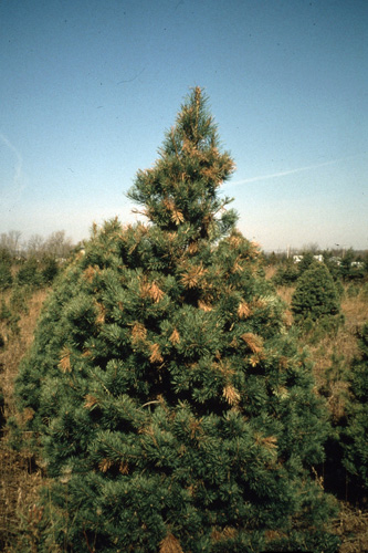 Scotch pine showing flagged shoots