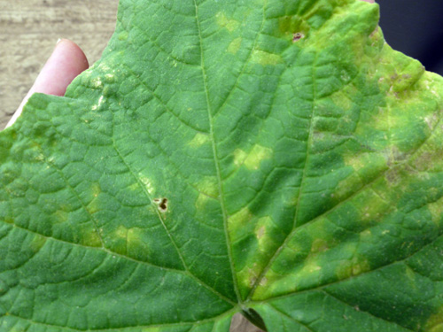 Downy mildew on top of leaf
