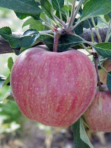 Apple fruit starting to color