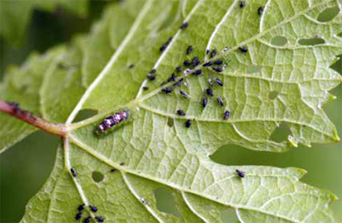 Larvae and aphids