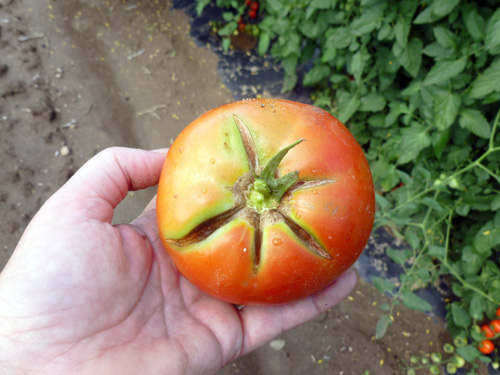 Cracking on tomato