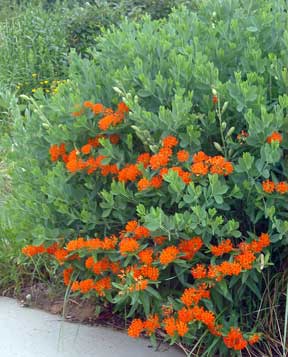 asclepias butterfly weed