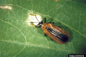 Locust leafminer adult