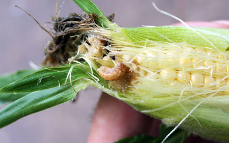 Sweet corn with cutworm