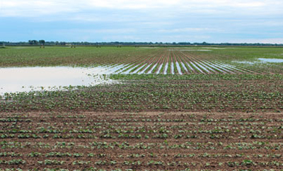 Standing water in field