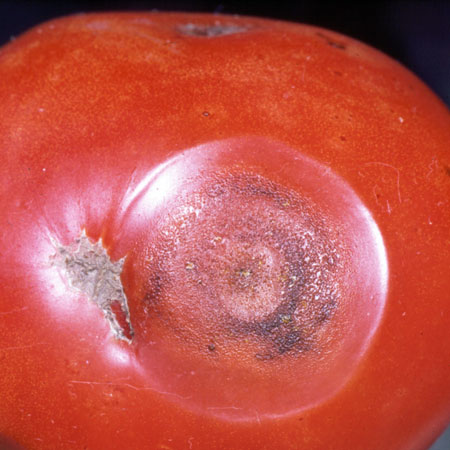 Anthracnose on tomato