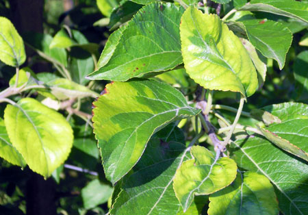 Honeycrisp leaves