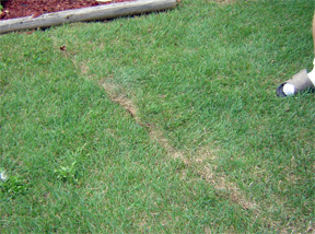 grass damage