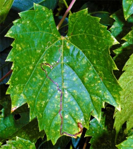 Wild grape leaf