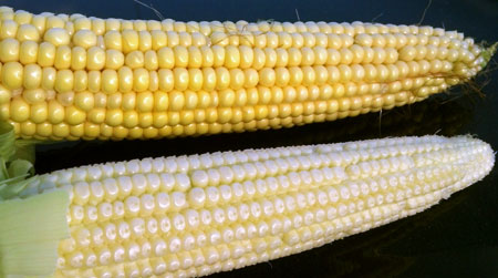 Corn maturity difference