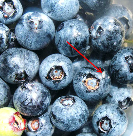 Blueberry fruit sampling