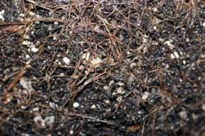 Pythium on roots