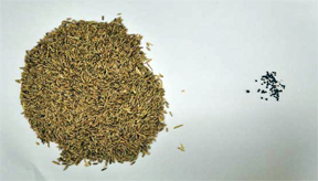 Weed seeds winter rye