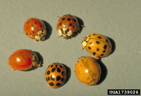 Multicolored Asian ladybeetles