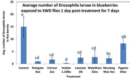 Average number of Drosophila larvae in blueberries exposed to SWD flies