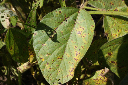 Septoria brown spot on soybeans