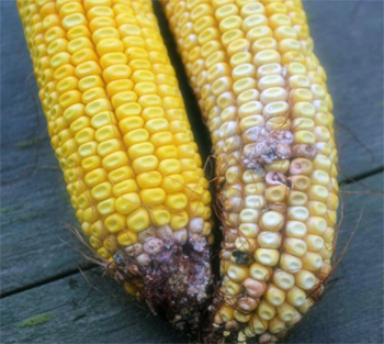 Corn infected with gibberella