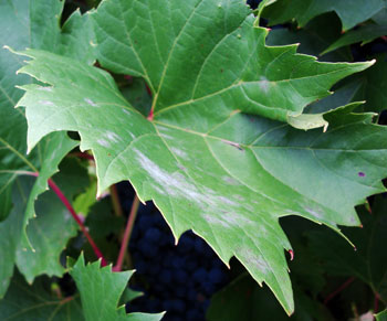 Powdery mildew on grape leaf
