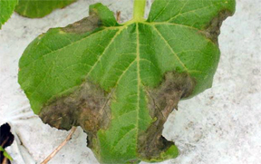 Squash leaf