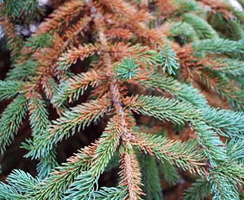 Mites are becoming more active on conifers - MSU Extension