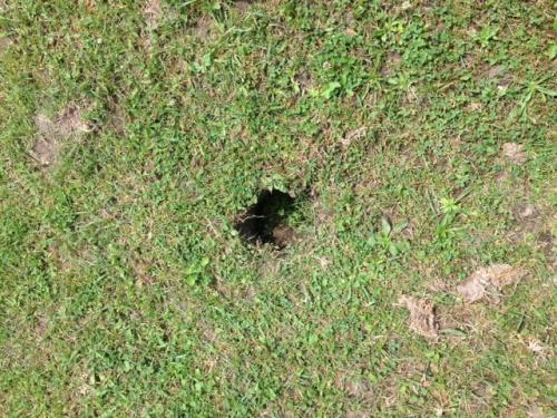 groundhog hole 1