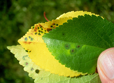 Green leaf and yellow leaf with bacterial canker symptoms.