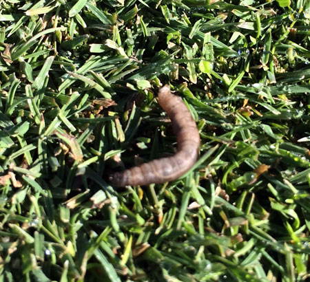 Black cutworm
