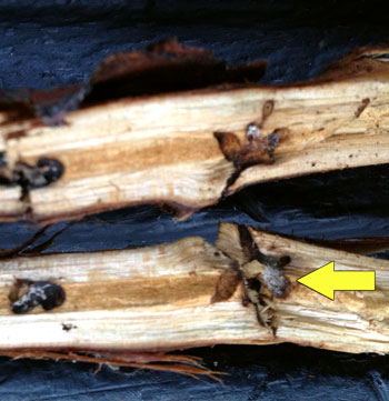 Black stem borer damage