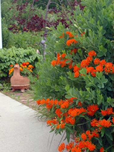 Butterfly weed (Asclepias) with its orange blooms combined with the long-lived false indigo (Baptisia).