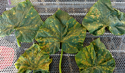 5 cucumber leaves with tan splotches and lesions.