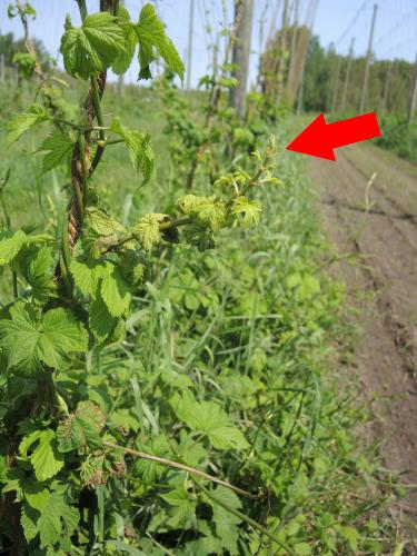 hop bine systemically infected with downy mildew