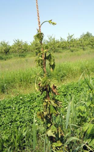hop plant sytemically infected with downy mildew