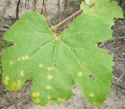 Downy mildew “oil spots” on Niagara grapes.