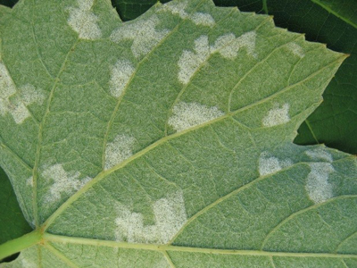 White sporulation on underside of Niagara leaf.