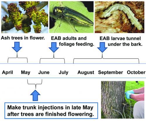 Managing emerald ash borer on ash trees info graphic.