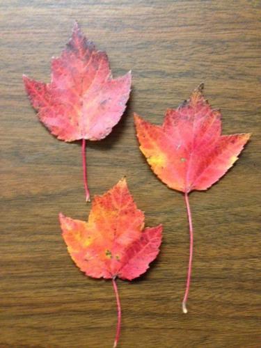 Red maple leaves | Photo by Tom Guthrie, MSU Extension