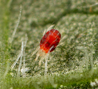 Adult European red mite feeding on leaves.