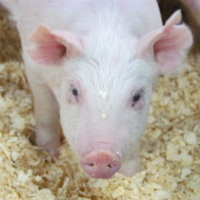 Farm visit series: MSU Swine Teaching and Research Center