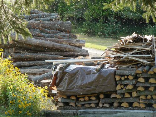 Hardwood logs being processed into stacked firewood for drying.