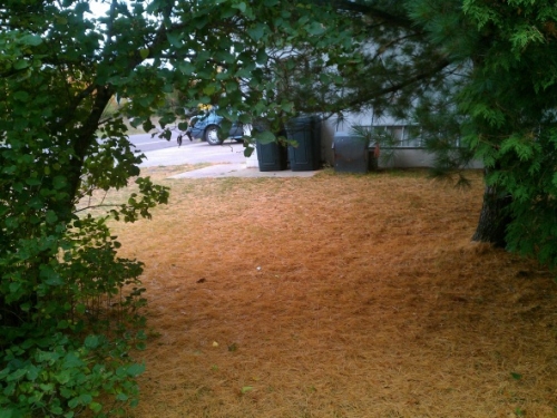 Fall accumulation of white pine needles in side yard 