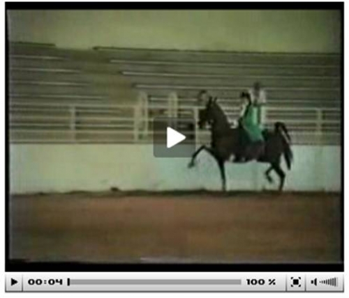 Video displaying the artificial gait of horses.
